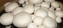 شستشو و آماده سازی قارچ برای نگهداری در یخچال