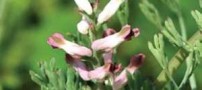 مبارزه با سرطان سینه با عصاره این گیاه