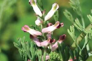 مبارزه با سرطان سینه با عصاره این گیاه