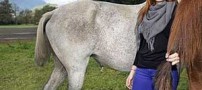 دزدیدن عجیب دم اسب ها توسط یک خانم! (+عکس)
