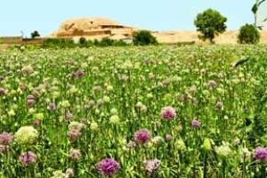 آشنایی با یک تمدن 7000 ساله