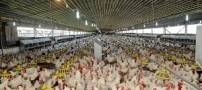 شگردهای کثیف برخی مرغداری ها برای سود بیشتر