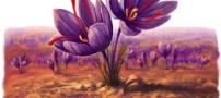 عصاره کلاله زعفران مؤثر در مهار سرطان