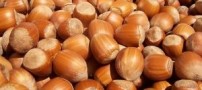 از خواص فندق چه می دانید؟
