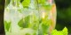 طرز تهیه چند شریت گیاهی مخصوص تابستان