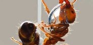 با فوائد روغن مورچه آشنا شوید؟