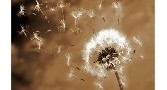از مرگ نمی توان فرار کرد (حکایتی جالب)