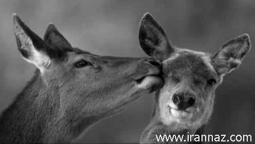 عکسهای بسیار جالب از بوسیدن حیوانات