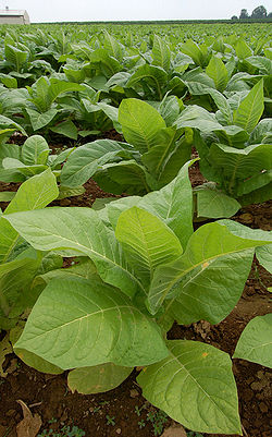 واكسن معده از گیاه تنباكو تولید شد