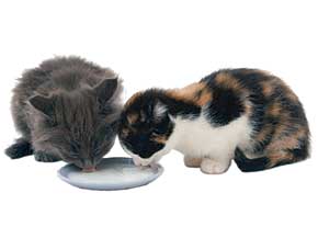 گربه‌ها مزه و طعم شیرینی را حس نمی‌كنند