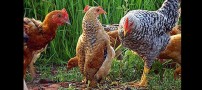 مرغ مغروری که که فکر میکند پنگوئن است!