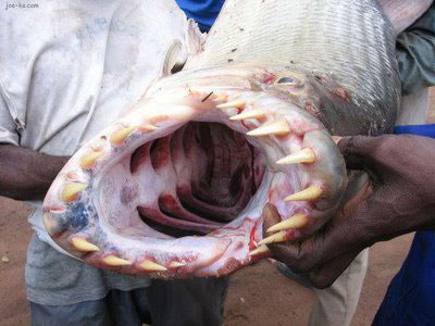 عكسهایی از عجیب و غریب ترین ماهیهای صید شده