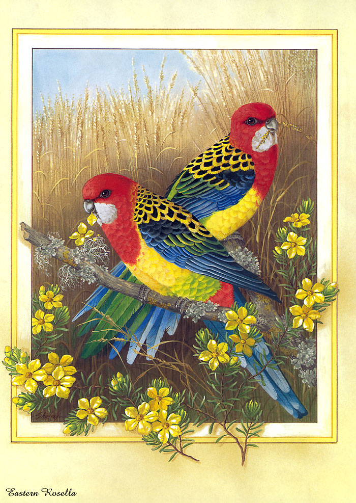 عکسهای زیبای پرندگان نقاشی شده