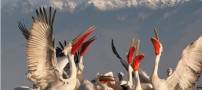 عکسهای چهارشنبه : 15 اردیبهشت 1389