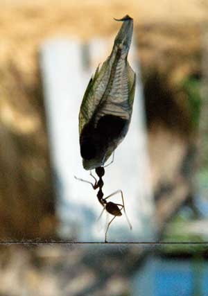 عکسهای دیدنی چهار شنبه : 20 مرداد 1389