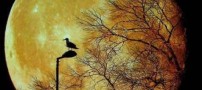 عکسهای روز سه شنبه : 7 اردیبهشت 1389