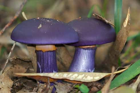 عکسهایی از زیباترین قارچ های جهان