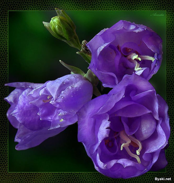 عکسهایی از گلهای بسیار زیبا ، www.irannaz.com