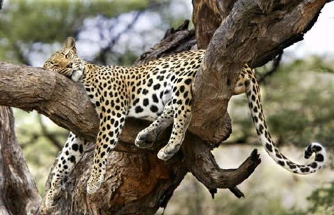 عکسهای شیوه های خواب راحت