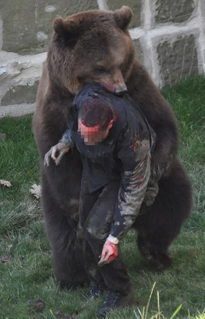 عکسهای حمله وحشتناک یک خرس به یک معلول!