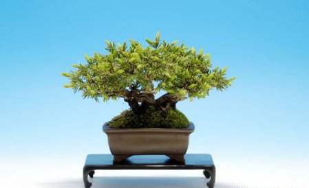 عکسهای دیدنی از درختان بونسی یا بونسای Bonsai ( مینیاتوری )