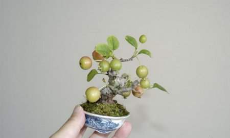 عکسهای دیدنی از درختان بونسی یا بونسای Bonsai ( مینیاتوری )