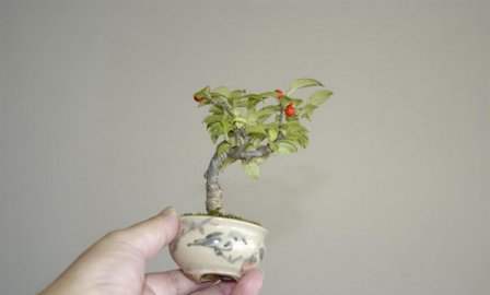 عکسهای دیدنی از درختان بونسی یا بونسای Bonsai ( مینیاتوری )