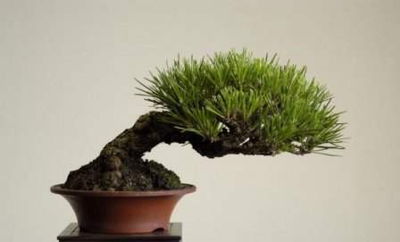 عکسهای دیدنی از درختان بونسی یا بونسای Bonsai ( مینیاتوری )
