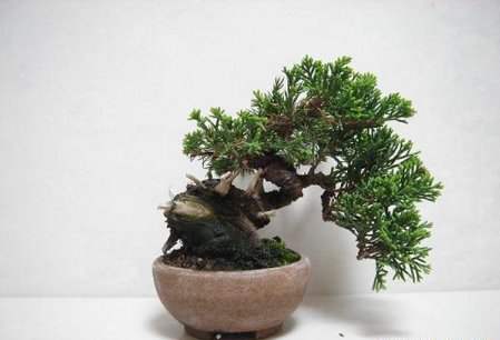 عکسهای دیدنی از درختان بونسی یا بونسای Bonsai ( مینیاتوری )