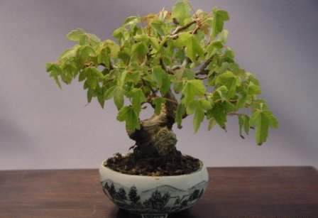 عکسهای دیدنی از درختان بونسی یا بونسای Bonsai ( مینیاتوری )