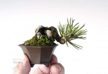 عکسهای دیدنی از درختان بونسی یا بونسای Bonsai ( مینیاتوری )