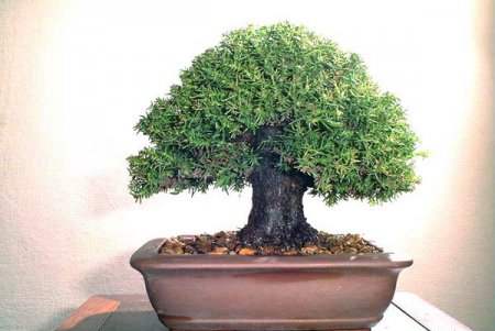 عکسهای دیدنی از درختان بونسی یا بونسای Bonsai ( مینیاتوری )