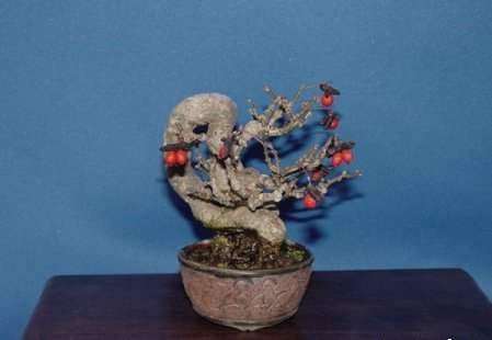 عکسهای دیدنی از درختان بونسی یا بونسای Bonsai ( مینیاتوری )