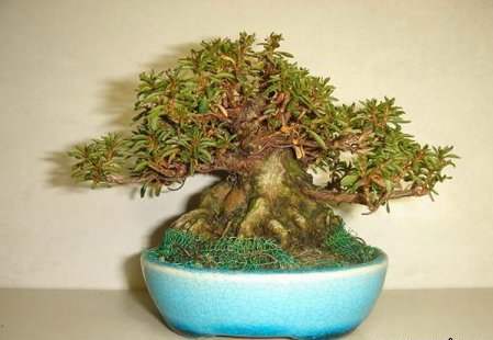 عکسهای دیدنی از درختان بونسی یا بونسای Bonsai ( مینیاتوری )