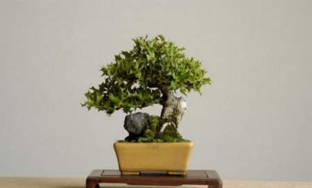 عکسهای دیدنی از درختان بونسی یا بونسای Bonsai ( مینیاتوری )