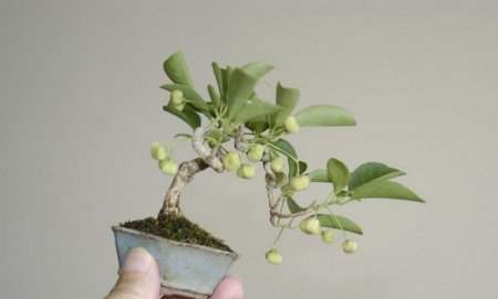 عکسهای دیدنی از درختان بونسی یا بونسای Bonsai ( مینیاتوری )