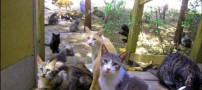 عکسهای تنها سرزمین ویژه گربه‌ها در جهان