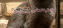 گربه‌ای که چهارتا گوش دارد!! (+عکس)