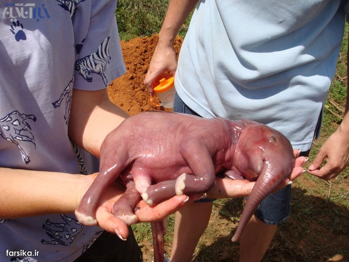عکسی از تولد بچه فیل !!