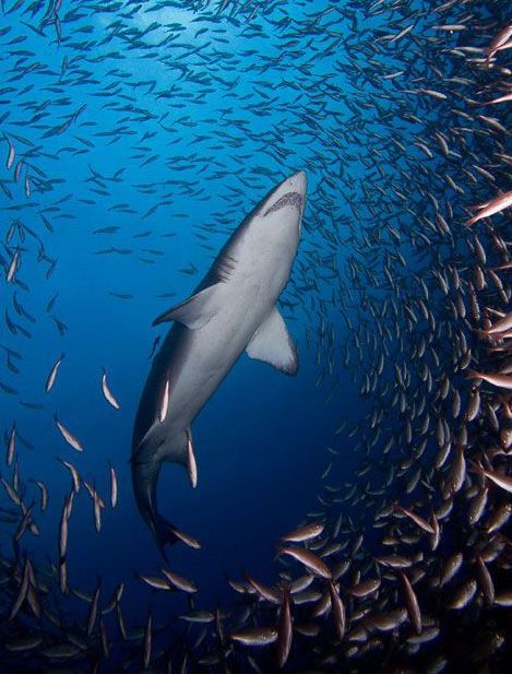 عکس هایی جالب و دیدنی از عجایب اقیانوس