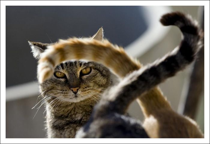 عکسهای جالب و دیدنی سه شنبه : 28 دی 1389