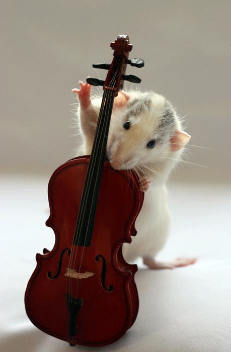 عکس هایی بسیار بامزه و دیدنی از موش ها