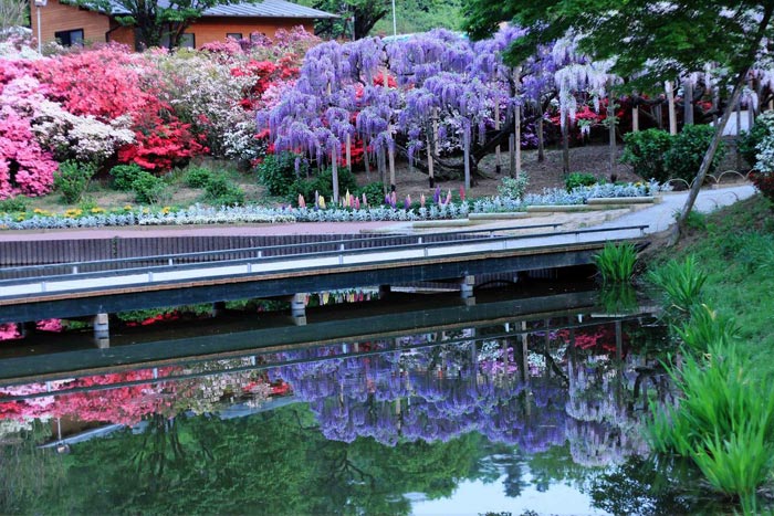 عکس هایی از باغ گلی زیبا و رؤیایی در ژاپن