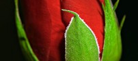 گلهای رز بسیار زیبا تقدیم به همه بینندگان ایران ناز