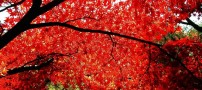 عکس هایی زیبا و بی نظیر از برگ درختان