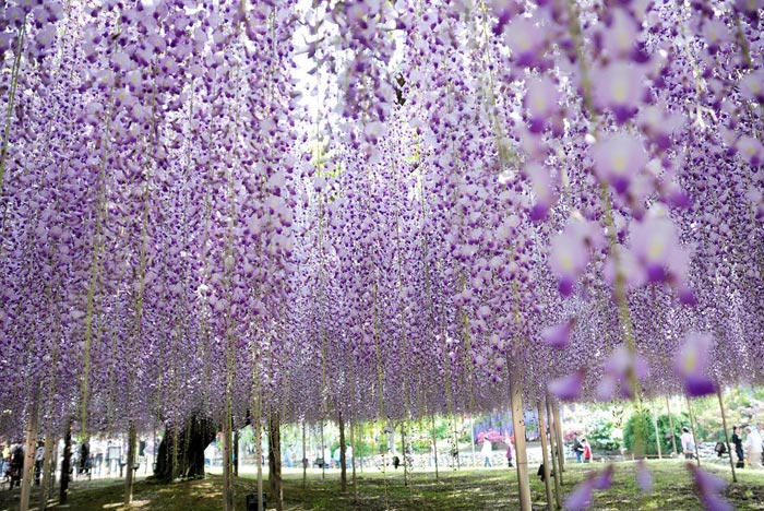عکس هایی از باغ گلی زیبا و رؤیایی در ژاپن