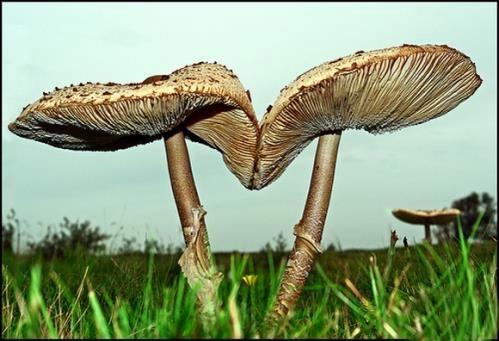عکس هایی از عجیب ترین و زیبا ترین قارچ های دنیا