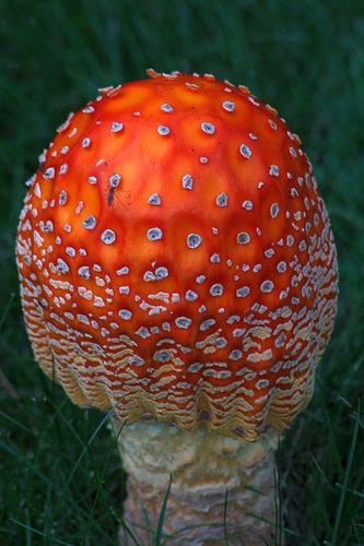 عکس هایی از عجیب ترین و زیبا ترین قارچ های دنیا