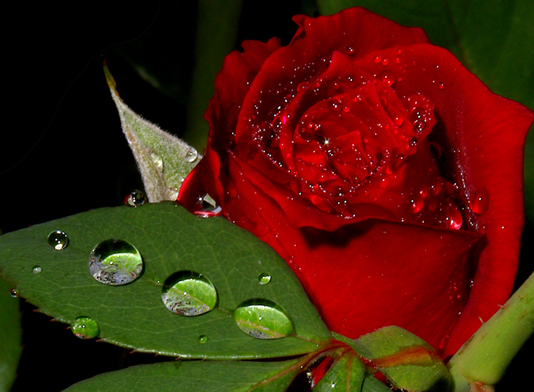 گلهای رز بسیار زیبا تقدیم به همه بینندگان ایران ناز