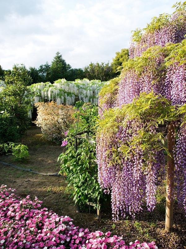 عکس هایی از باغ گلی زیبا و رؤیایی در ژاپن